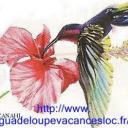 guadeloupevacancesloc