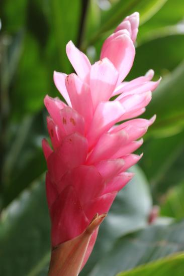Alpinia