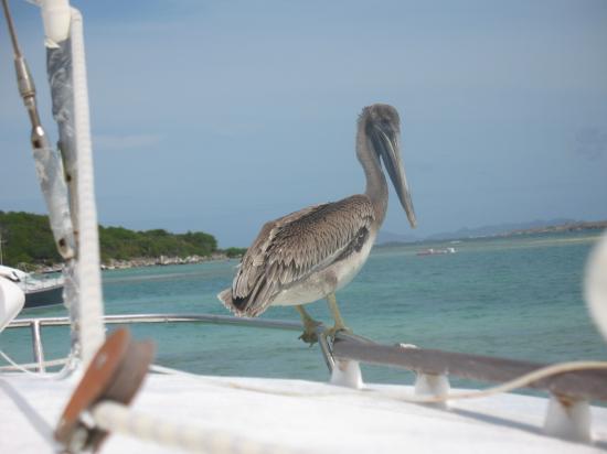 pélican sur M-Wata