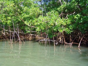 Mangrove de la rivière d'Audoin