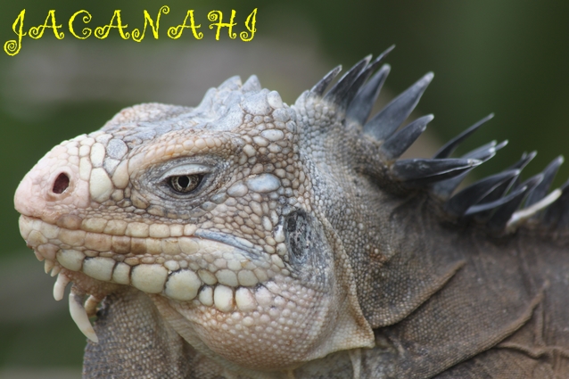 iguane Jacanahi 
