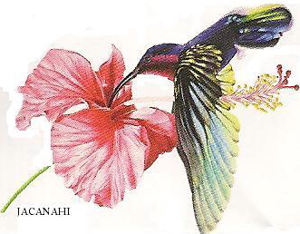 logo colibri